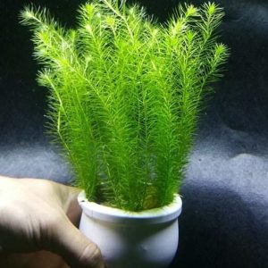 Cây Thủy Sinh Bạc Đầu Bông (Mayaca Fluviatilis)