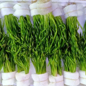 Cây thủy sinh hẹ xoắn (Vallisneria americana sp. natans)