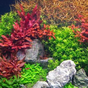 Cây Thủy Sinh Huyết Tâm Lan Mini – Dễ Trồng, Không Cần CO2