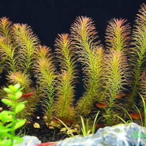 Cây Thủy Sinh Rotala Wallichii