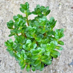 Cây thủy sinh vảy ốc Ấn Độ (Rotala Indica)