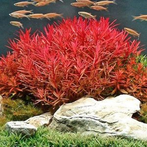 Cây Thủy Sinh Vảy Ốc Siêu Đỏ (Rotala Colorata Red)