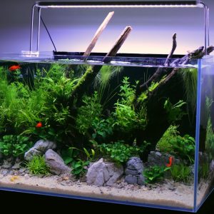 Setup Hồ Thủy Sinh