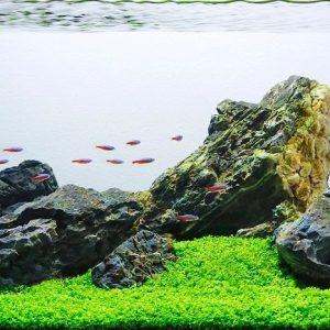 Đá kẹp kèm phụ kiện làm layout cho hồ thủy sinh