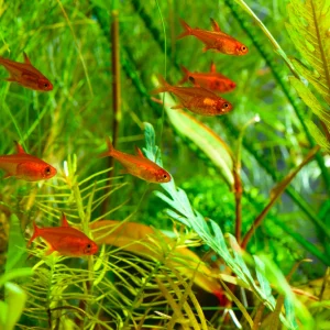 Ember Tetra
