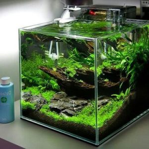 Hồ Kính Bé Cá Vuông Cubic