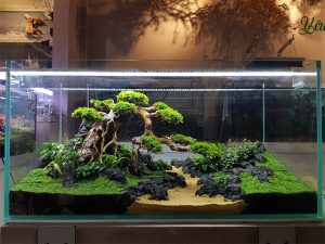 Mẫu Hồ Bonsai Mini Mới Tại Shop – Góc Nhỏ Xanh Cho Không Gian Sống