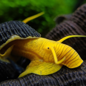 Ốc Sula