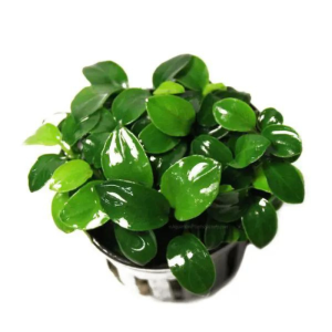 Ray Nana (Anubias lá nhỏ)