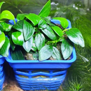 Ráy Nana Petite Nhật – Ráy Nana Petite TM