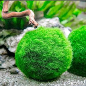 Tảo Cầu Marimo Moss Ball – Tảo Cầu Nhật Bản 2-3cm