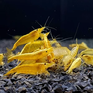 Tép Cảnh Vàng Thái 1