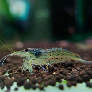 Tép Yamato diệt rêu
