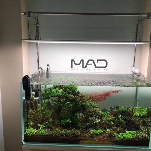 Treo Đèn Đôi Inox MAD